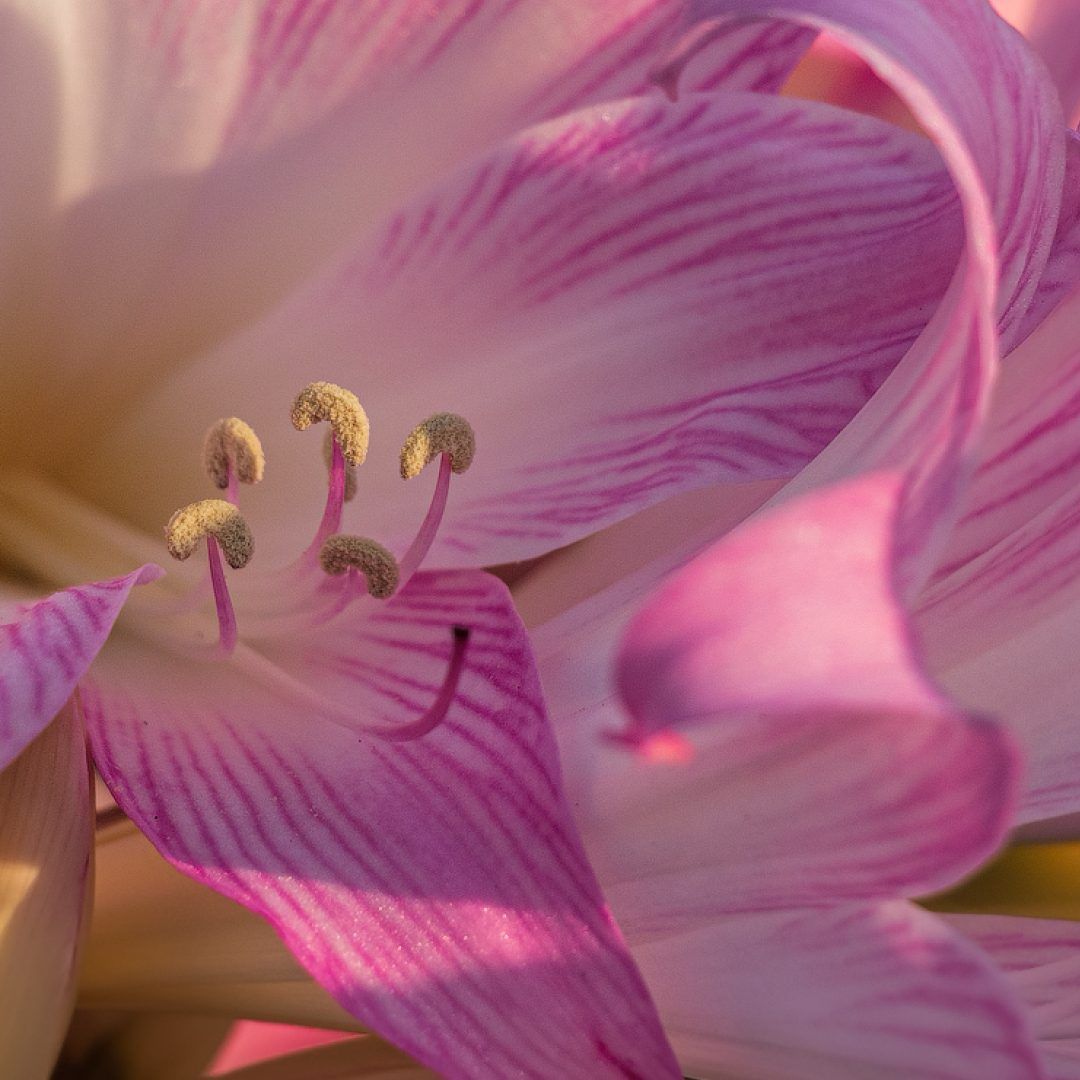 Amaryllis